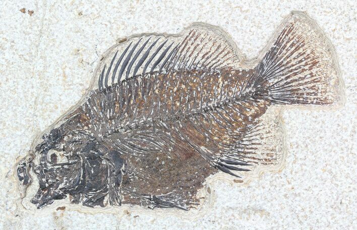 Cockerellites (Priscacara) Fossil Fish - Wyoming #51064